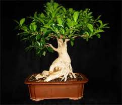 فیکوس میکروکارپا بونسای